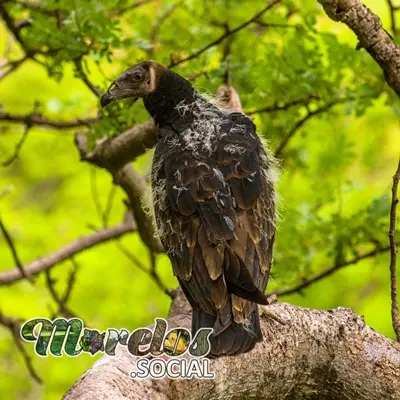 Fauna: Aves del estado de Morelos